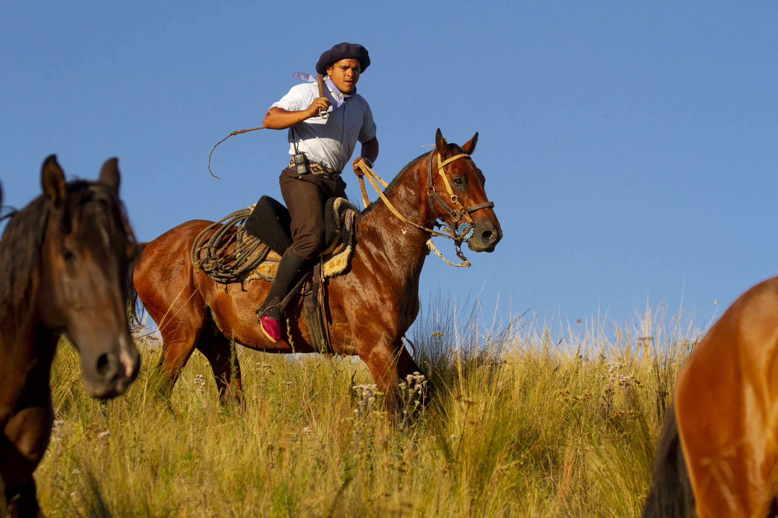11_Gaucho&Cattle
