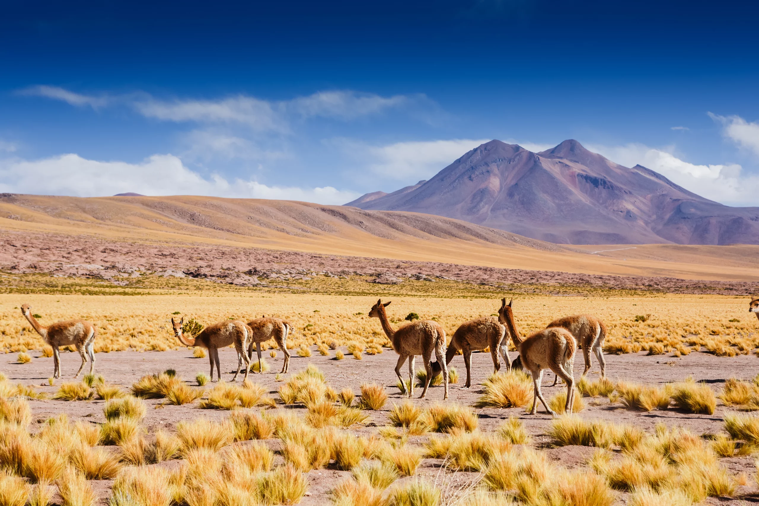 Atacama Desert_AdobeStock_453914889