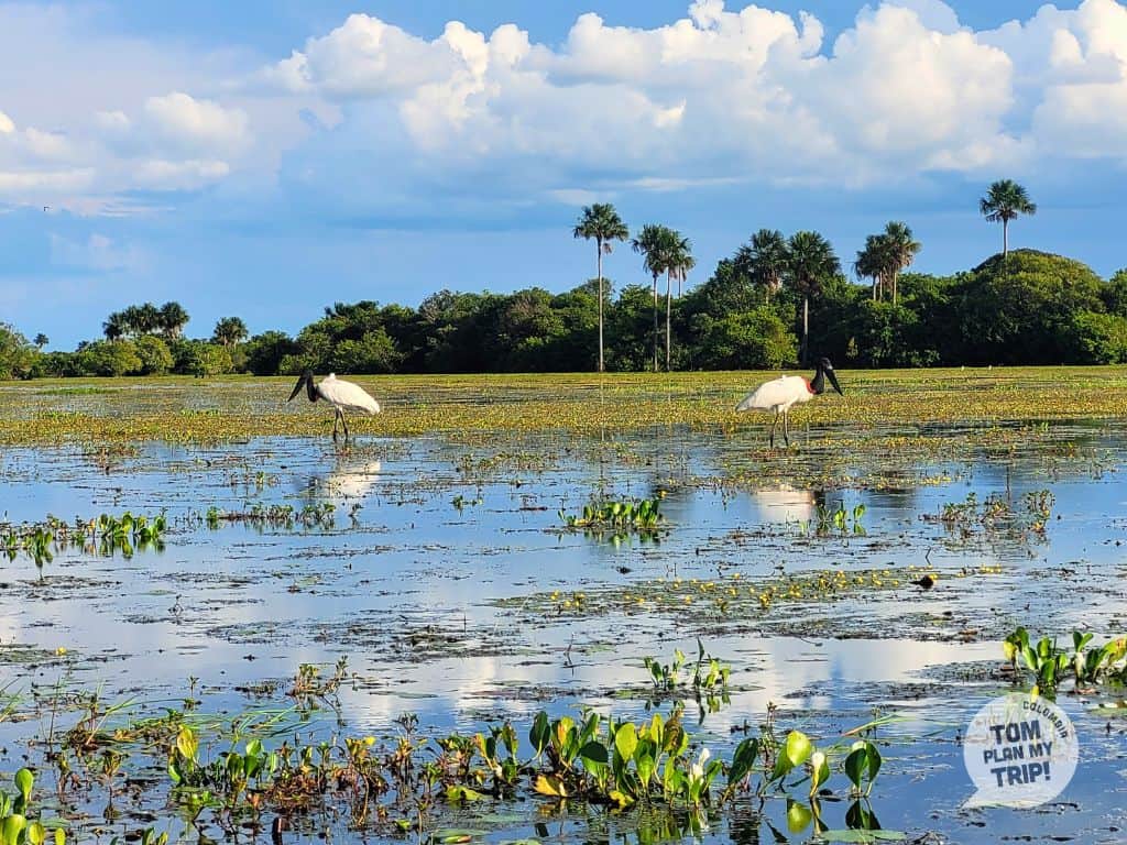 Birds-in-Altagracia-Casanare-Los-Llanos-Orientales-Colombia-1-1