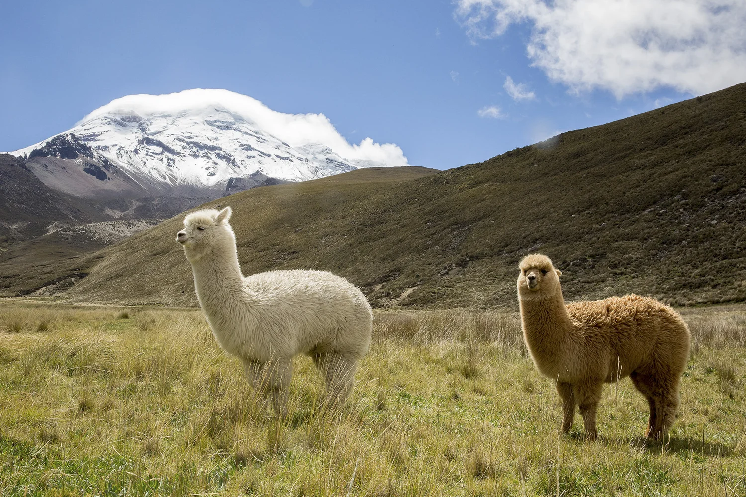 Blog-Alpacas-12