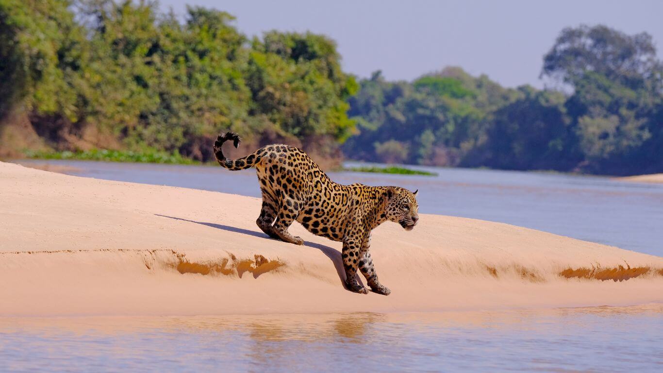 El-Pantanal-Jaguar-safaris-6