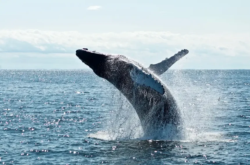 Jumping Whale - Webp