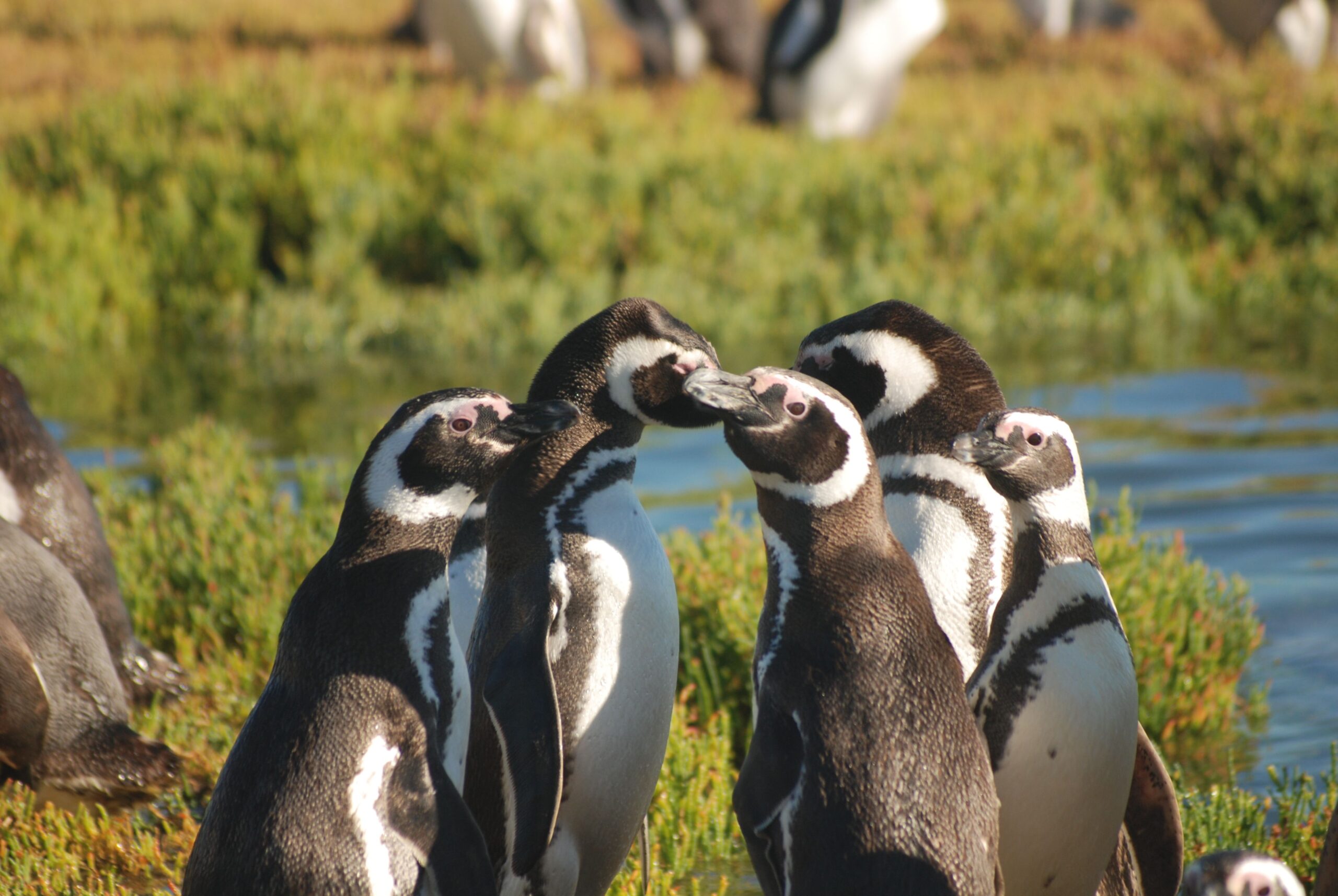PINGUINOS BB