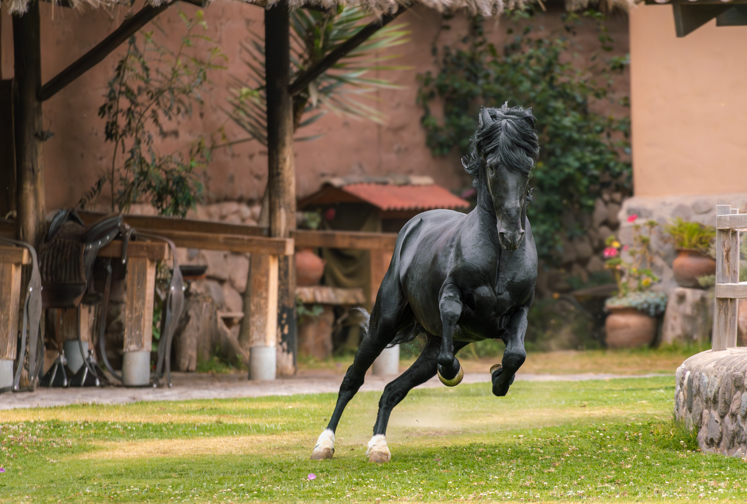 Rancho, Horses (9)