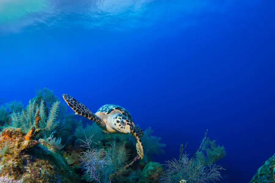 americas-belize-reef-rainforest-hawksbill_and_corals-gallery