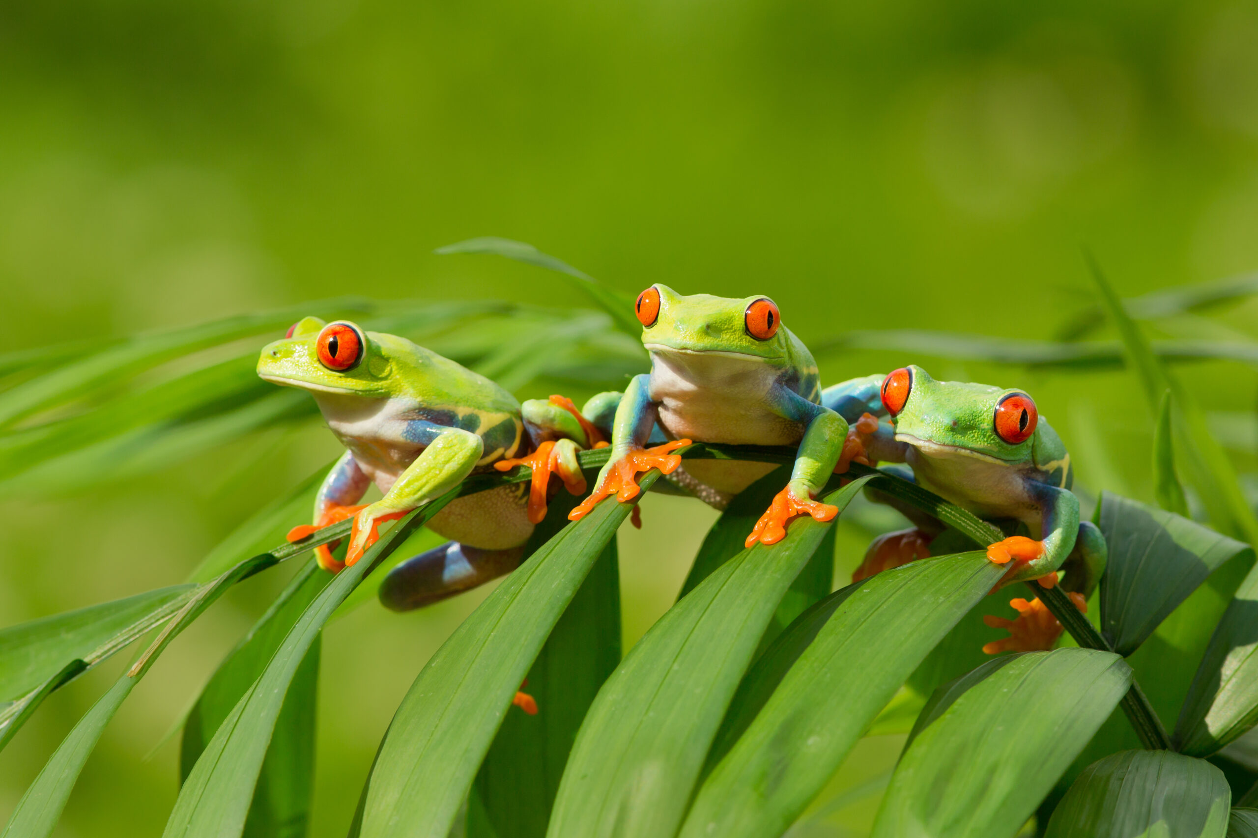 Red-eyed,Tree,Frog,Has,Red,Eyes,With,Vertically,Narrowed,Pupils.