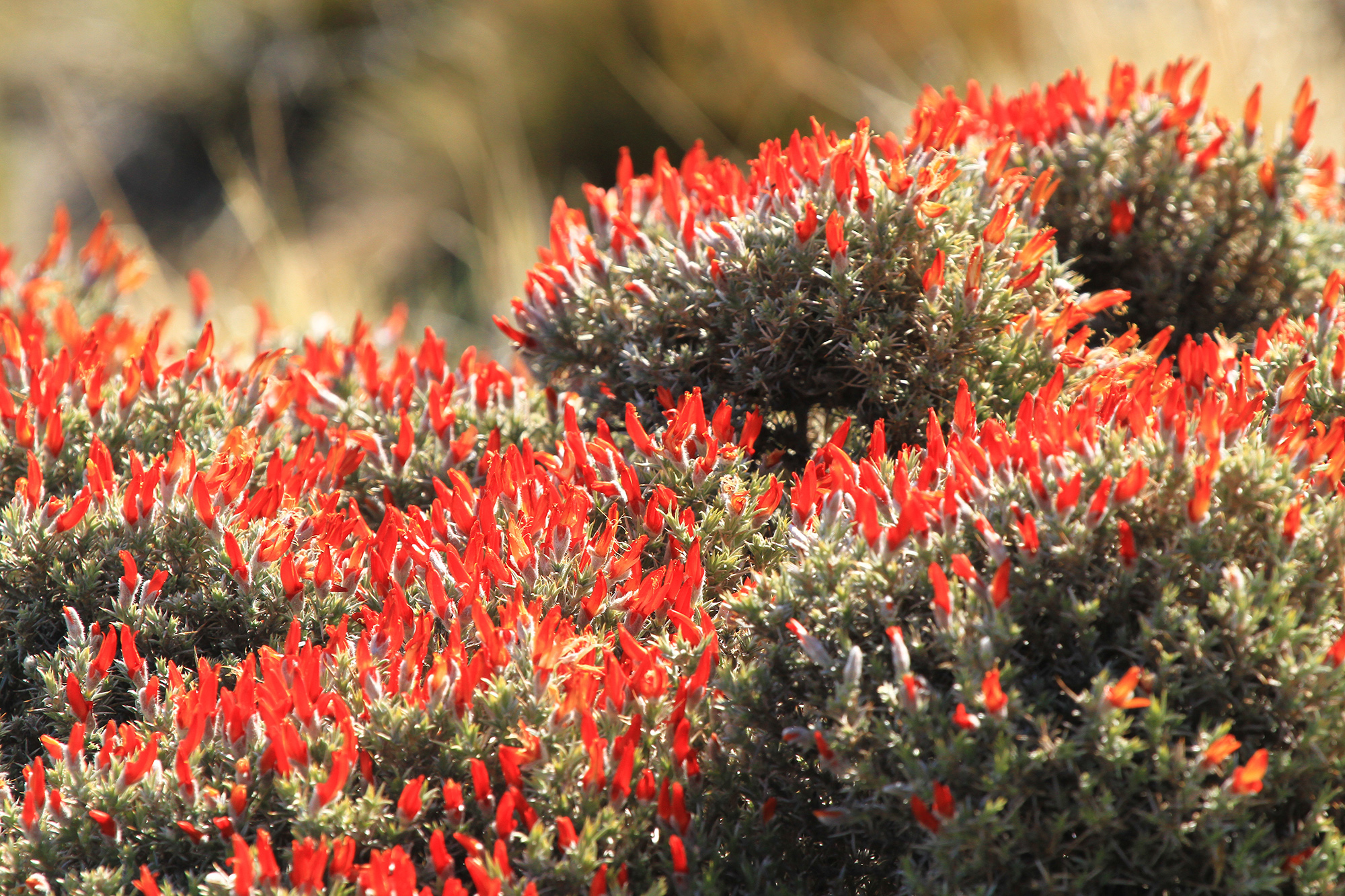 flora_pn_patagonia_ph_parquesnacionales