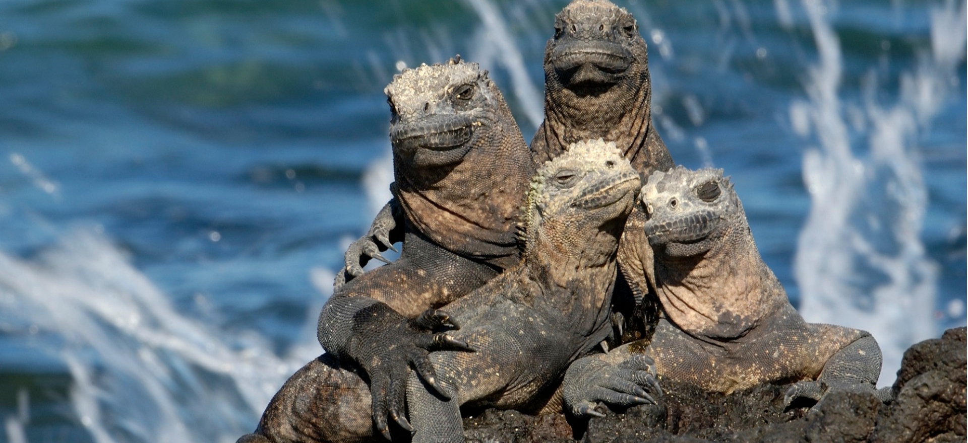 galapagosreptiles-marineiguana3-1