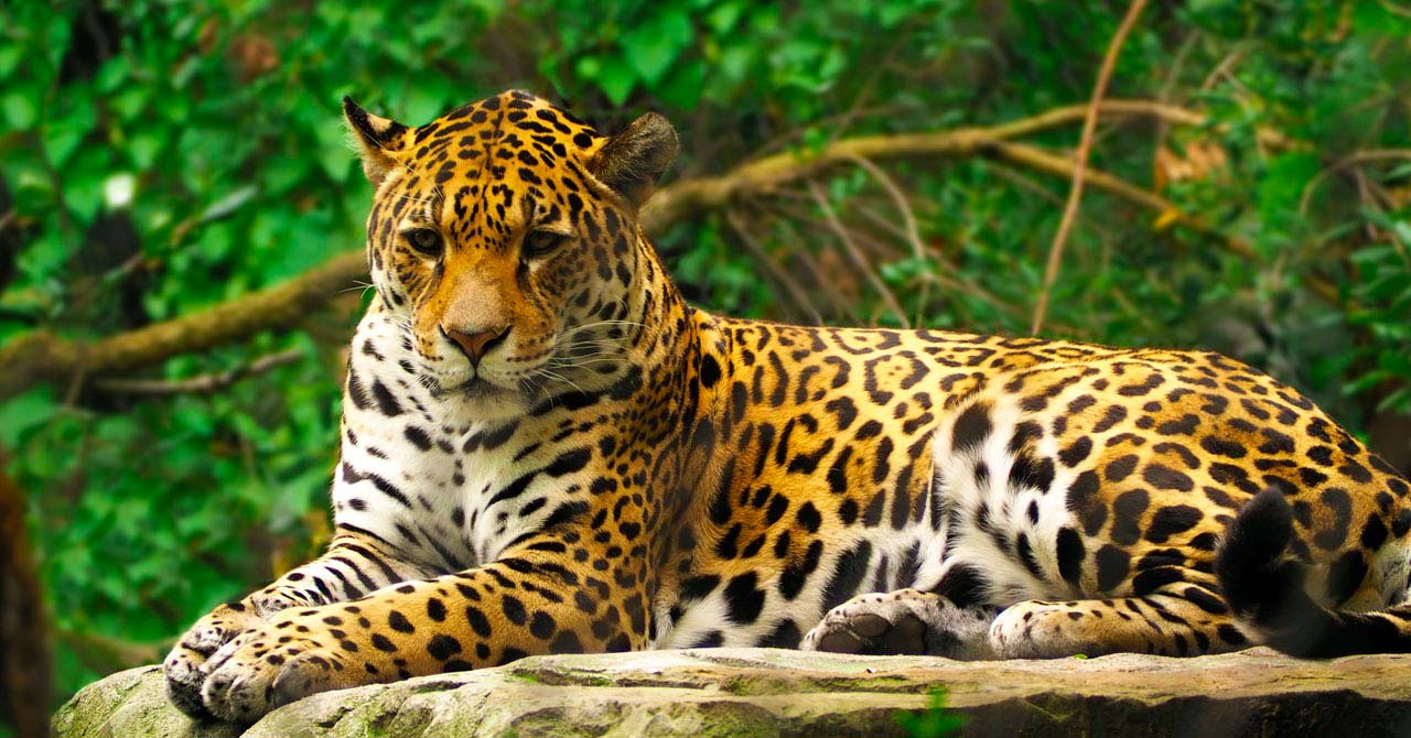 jaguar-en-colombia