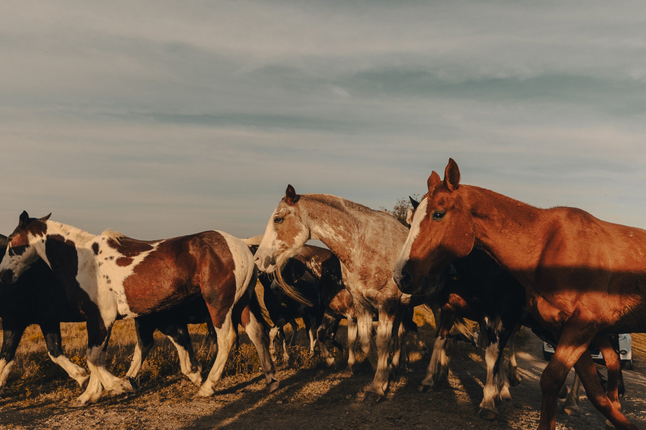 mayo 2024 - caballos (19)