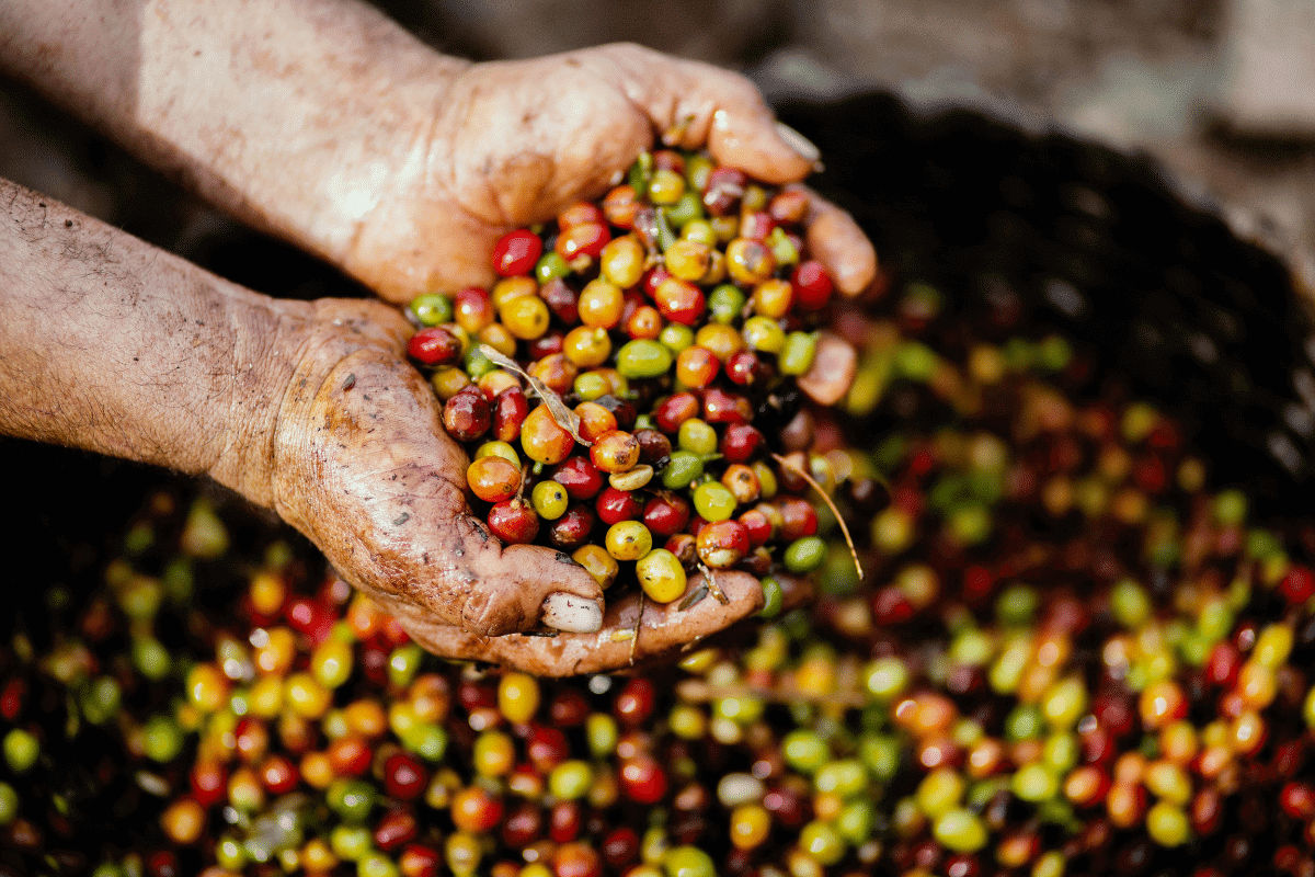 nicaragua-coffee-production-travel-yogi