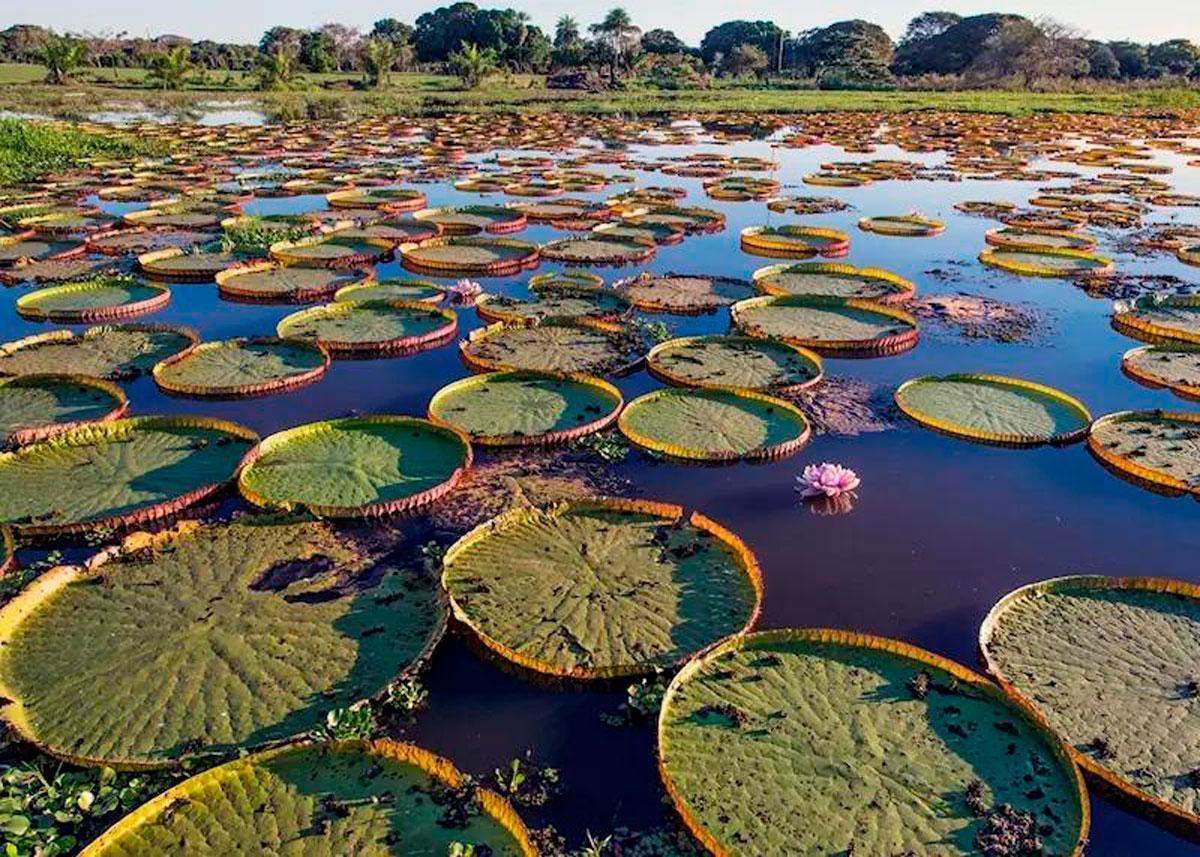 pantanal-matogrossense-parque-nacional