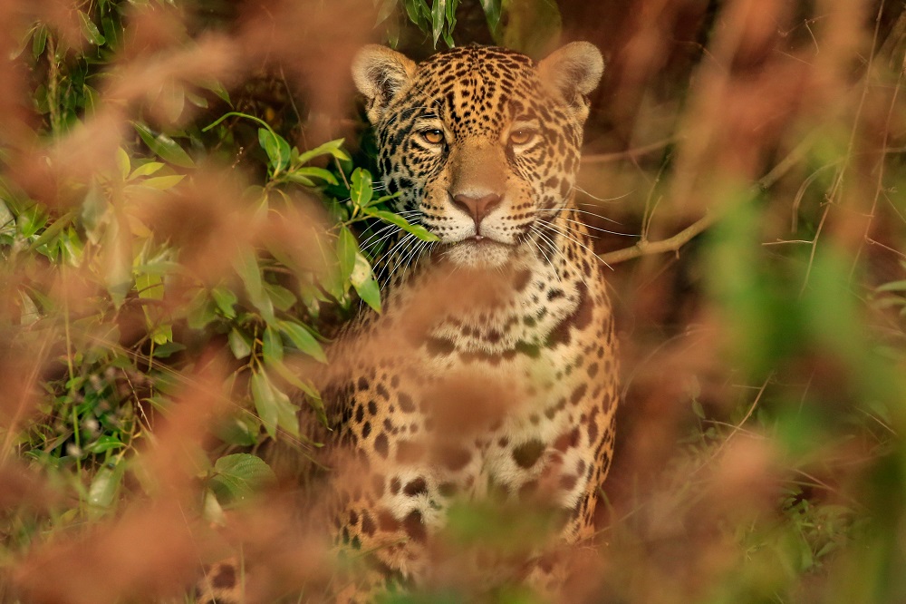 yaguarete-en-el-parque-ibera-cmatias-rebak-xxx-rewilding-argentina-3-2